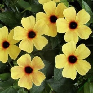 Karagözlü suzan sarmaşığı fidesi thunbergia alata terracotta