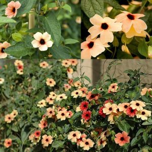 Karagözlü suzan sarmaşığı fidesi thunbergia alata terracotta