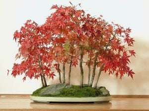 Japanese maple acer atropurpureum japon akçaağaç tohumu