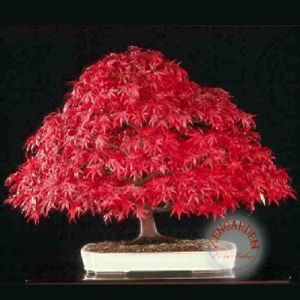Acer atropurpureum cv. japanese maple bloodgood iyikan akçaağaç tohumu