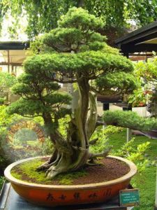 Juniperus rigida tapınak ağacı tohumu