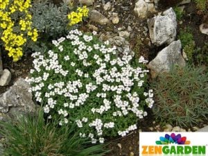 Beyaz aubrieta fidesi çiçekli yer örtücü obrizya