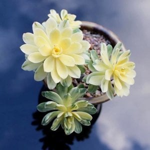 Aeonium suncup castello paivae variegata sukulent bitki