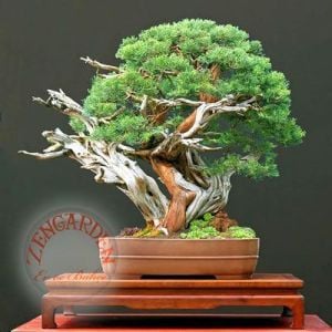 Juniperus Chinensis Çin Ardıç Ağacı tohumu