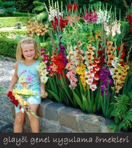 Condor Pasa saksı tip glayöl çiçek soğanı ithal gladiolus