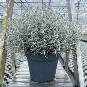 Gümüş çalısı fidanı Calocephalus brownii silver bush plant