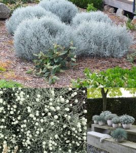 Gümüş çalısı fidanı Calocephalus brownii silver bush plant