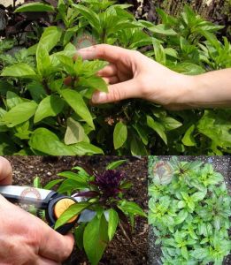 Meyan kökü fesleğen tohumu licorice basil seeds