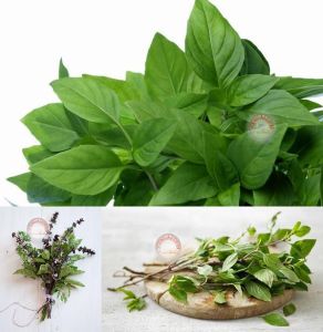 Acem fesleğeni tohumu anoson aromalı anise basil