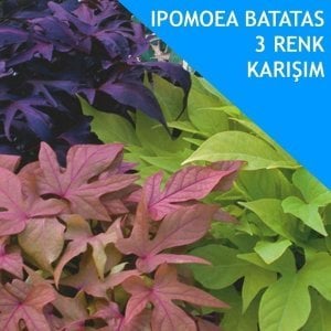 3 adet Ipomoea batatas fidesi saksılı karışımı sweet patato vine