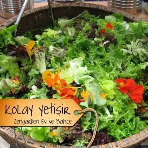 Uzakdoğu baharlı salata tohum karışımı