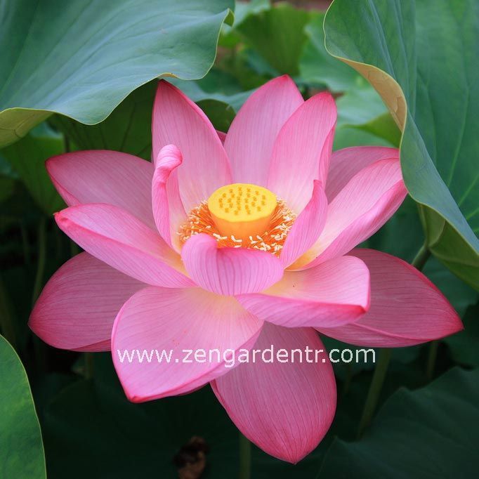 Kutsal lotus tohumu nelumbo nucifera pembe çiçekli kokulu