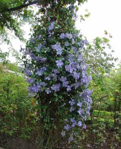 Vistula 20 cm dev çiçekli clematis fidanı