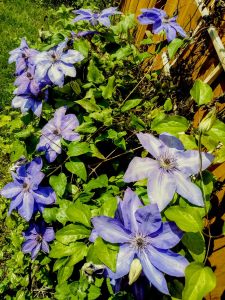 Vistula 20 cm dev çiçekli clematis fidanı