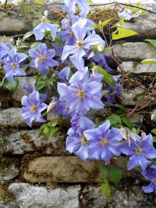 Vistula 20 cm dev çiçekli clematis fidanı