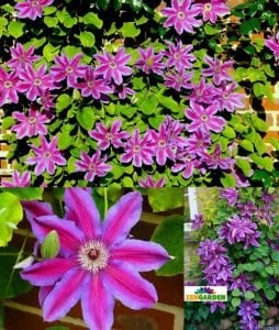 Wildfire 20 cm çiçekli clematis fidanı orman asması sarmaşık