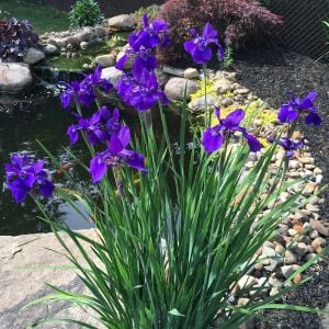 Iris sibirica Caesar's Brother süsen soğanı iris siberian