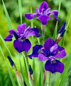 Iris sibirica Caesar's Brother süsen soğanı iris siberian