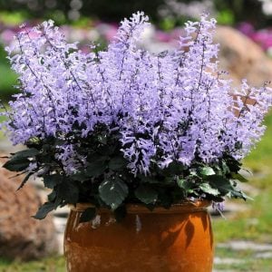 Plectranthus mona lavender çiçeği