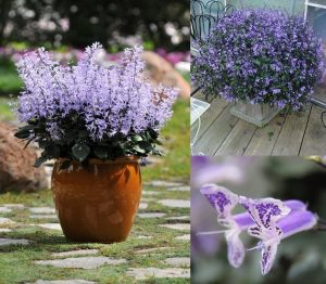 Plectranthus mona lavender çiçeği