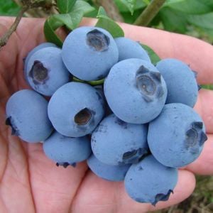Blueberry yaban mersini fidanı Bluecrop ithal vaccinium corymbosum