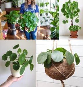 Pilea peperomioides Çin para bitkisi salon