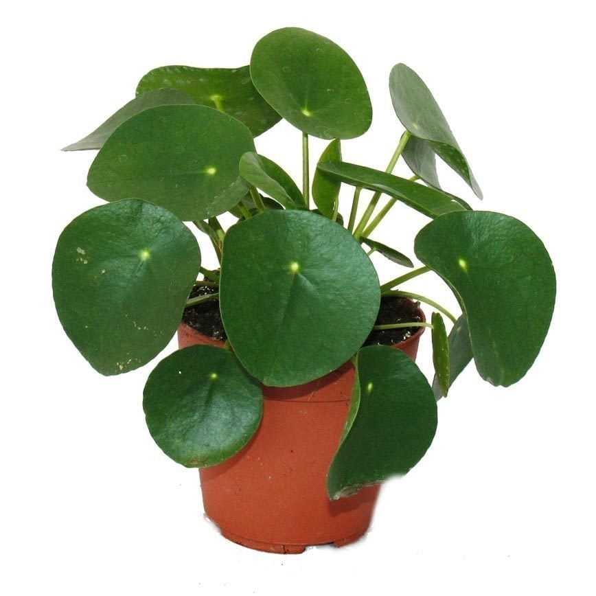 Pilea peperomioides Çin para bitkisi salon