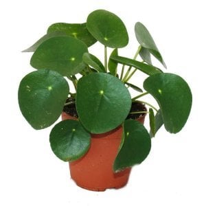 Pilea peperomioides Çin para bitkisi salon