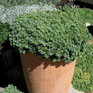 Sedum pachyclados sukulent bitki