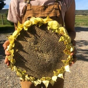 Mamut dev ayçiçeği tohumu mammoth sunflower seeds