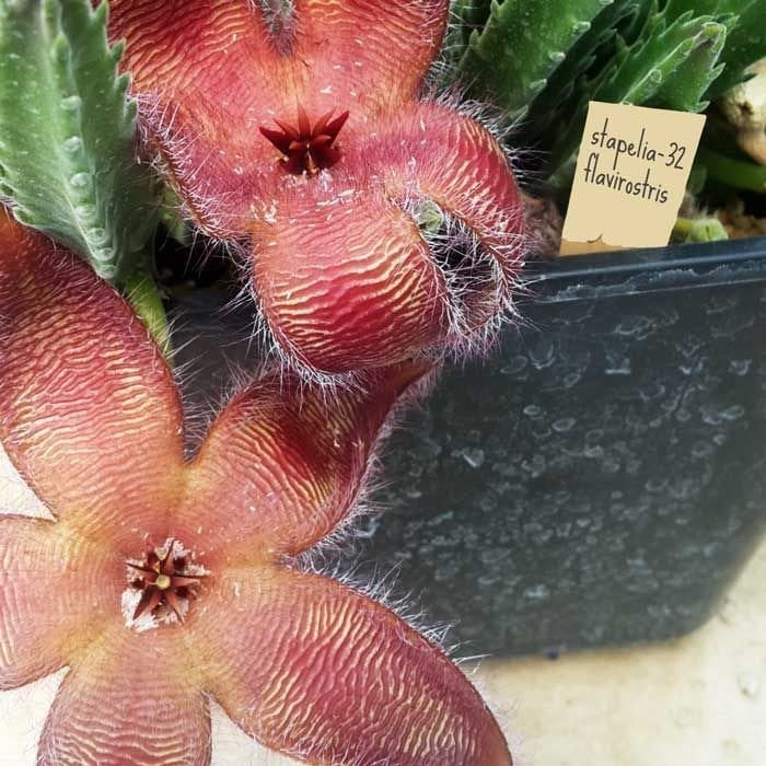 Stapelia flavirostris leş çiçeği sukulent