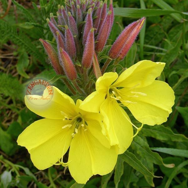 Sarı ezan çiçeği tohumu kokulu oenothera biennis