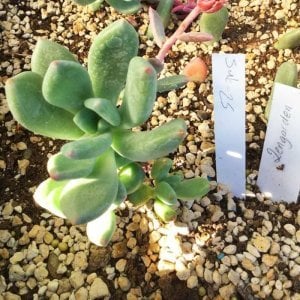 Pachyveria clavifolia sukulent bitki