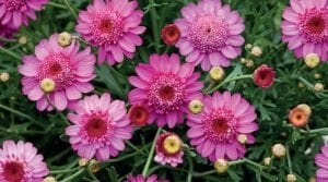 Katlı pembe çeşme papatyası fidesi argyranthemum dark pink
