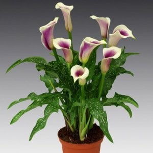 Mor beyaz gala soğanı picasso ithal calla lily zantedeschia