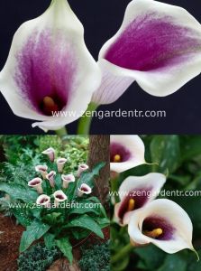 Mor beyaz gala soğanı picasso ithal calla lily zantedeschia