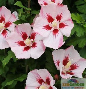 Ağaç hatmi fidanı hibiscus syriacus hamabo