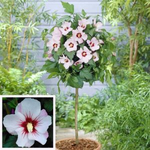 Ağaç hatmi fidanı hibiscus syriacus hamabo