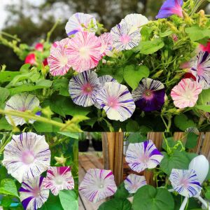 Venedik karnavalı sabah sefası tohumu karışımı ipomoea purpurea