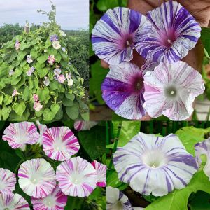 Venedik karnavalı sabah sefası tohumu karışımı ipomoea purpurea