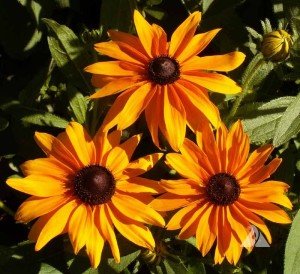 Marmalade güneş şapkası çiçeği saksıda rudbeckia hirta