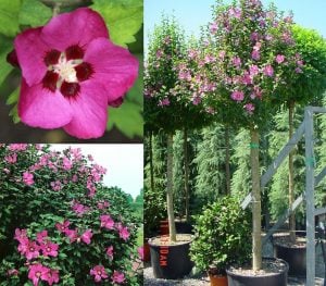 Ağaç hatmi fidanı hibiscus syriacus woodbridge