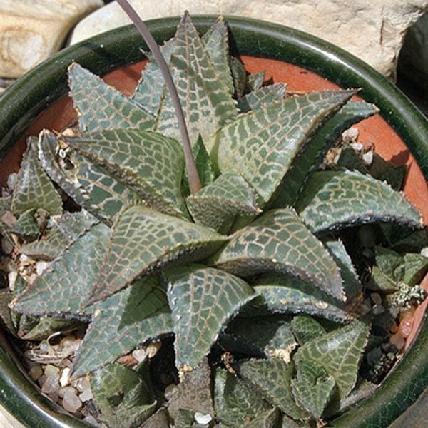 Haworthia venosa subsp.tessellata