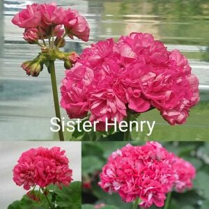 Sister Henry gül sardunya fidesi koleksiyon serisi