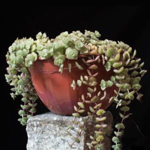 Crassula pellucida marginalis sukulent bitki calico kitten