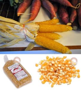 Parmak mısır tohumu atalık lady fingers corn seeds