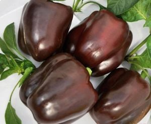 Renkli dolmalık biber tohumu kahverengi iri chocolate