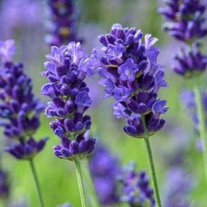 Bodur Mavi Vienco lavanta fidanı lavandula compact blue