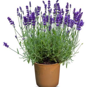 Bodur Mavi Vienco lavanta fidanı lavandula compact blue