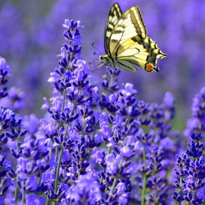 Bodur Mavi Vienco lavanta fidanı lavandula compact blue